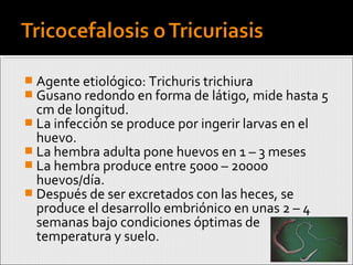  Agente etiológico: Trichuris trichiura
 Gusano redondo en forma de látigo, mide hasta 5
cm de longitud.
 La infección se produce por ingerir larvas en el
huevo.
 La hembra adulta pone huevos en 1 – 3 meses
 La hembra produce entre 5000 – 20000
huevos/día.
 Después de ser excretados con las heces, se
produce el desarrollo embriónico en unas 2 – 4
semanas bajo condiciones óptimas de
temperatura y suelo.
 
