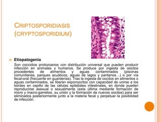 CRIPTOSPORIDIASIS
(CRYPTOSPORIDIUM)



Etiopatogenia
Son coccidios protozoarios con distribución universal que pueden producir
infección en animales y humanos. Se produce por ingesta de oocitos
procedentes
de
alimentos
y
aguas
contaminados
(piscinas
comunitarias, parques acuáticos, aguas de lagos y pantanos…) o por vía
fecal-oral (frecuente en guarderías). Tras la ingesta de oocitos en alimentos o
aguas contaminados, se liberan esporozoítos con capacidad de unirse a los
bordes en cepillo de las células epiteliales intestinales, en donde pueden
reproducirse asexual o sexualmente (esta última mediante formación de
micro y macro-gametos, su unión y la formación de nuevos oocitos) para ser
eliminados posteriormente junto a la materia fecal y perpetuar la posibilidad
de infección.

 