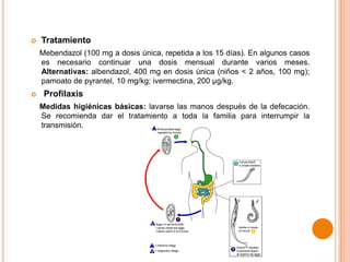 

Tratamiento
Mebendazol (100 mg a dosis única, repetida a los 15 días). En algunos casos
es necesario continuar una dosis mensual durante varios meses.
Alternativas: albendazol, 400 mg en dosis única (niños < 2 años, 100 mg);
pamoato de pyrantel, 10 mg/kg; ivermectina, 200 μg/kg.



Profilaxis
Medidas higiénicas básicas: lavarse las manos después de la defecación.
Se recomienda dar el tratamiento a toda la familia para interrumpir la
transmisión.

 