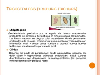 TRICOCEFALOSIS (TRICHURIS TRICHIURA)



Etiopatogenia
Geohelmintiasis producida por la ingesta de huevos embrionados
procedente de alimentos, tierra (típico en niños) o aguas contaminadas.
Las larvas maduran en ciego y colon ascendente, donde permanecen
enclavados a la mucosa, produciendo lesión mecánica y traumática con
inflamación local, y desde donde vuelvan a producir nuevos huevos
fértiles que son eliminados por materia fecal.



Clínica
Depende del grado de parasitación: desde asintomática, pasando por
dolor cólico y deposiciones diarreicas ocasionales, hasta cuadros
disenteriformes con deposiciones mucosanguinolentas (en pacientes
inmunodeprimidos) y prolapso rectal.

 