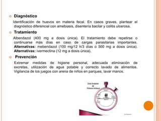 

Diagnóstico
Identificación de huevos en materia fecal. En casos graves, plantear el
diagnóstico diferencial con amebiasis, disentería bacilar y colitis ulcerosa.



Tratamiento
Albendazol (400 mg a dosis única). El tratamiento debe repetirse o
continuarse más días en caso de cargas parasitarias importantes.
Alternativas: mebendazol (100 mg/12 h/3 días o 500 mg a dosis única).
Alternativas: ivermectina (12 mg a dosis única).



Prevención
Extremar medidas de higiene personal, adecuada eliminación de
excretas, utilización de agua potable y correcto lavado de alimentos.
Vigilancia de los juegos con arena de niños en parques, lavar manos.

 