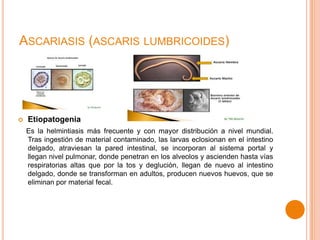 ASCARIASIS (ASCARIS LUMBRICOIDES)



Etiopatogenia
Es la helmintiasis más frecuente y con mayor distribución a nivel mundial.
Tras ingestión de material contaminado, las larvas eclosionan en el intestino
delgado, atraviesan la pared intestinal, se incorporan al sistema portal y
llegan nivel pulmonar, donde penetran en los alveolos y ascienden hasta vías
respiratorias altas que por la tos y deglución, llegan de nuevo al intestino
delgado, donde se transforman en adultos, producen nuevos huevos, que se
eliminan por material fecal.

 