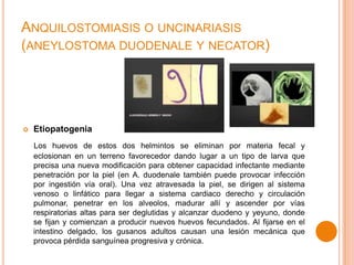 ANQUILOSTOMIASIS O UNCINARIASIS
(ANEYLOSTOMA DUODENALE Y NECATOR)



Etiopatogenia
Los huevos de estos dos helmintos se eliminan por materia fecal y
eclosionan en un terreno favorecedor dando lugar a un tipo de larva que
precisa una nueva modificación para obtener capacidad infectante mediante
penetración por la piel (en A. duodenale también puede provocar infección
por ingestión vía oral). Una vez atravesada la piel, se dirigen al sistema
venoso o linfático para llegar a sistema cardiaco derecho y circulación
pulmonar, penetrar en los alveolos, madurar allí y ascender por vías
respiratorias altas para ser deglutidas y alcanzar duodeno y yeyuno, donde
se fijan y comienzan a producir nuevos huevos fecundados. Al fijarse en el
intestino delgado, los gusanos adultos causan una lesión mecánica que
provoca pérdida sanguínea progresiva y crónica.

 