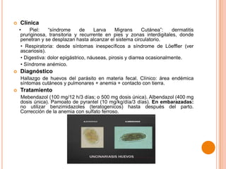 

Clínica
•
Piel:
“síndrome
de
Larva
Migrans
Cutánea”:
dermatitis
pruriginosa, transitoria y recurrente en pies y zonas interdigitales, donde
penetran y se desplazan hasta alcanzar el sistema circulatorio.
• Respiratoria: desde síntomas inespecíficos a síndrome de Löeffler (ver
ascariosis).
• Digestiva: dolor epigástrico, náuseas, pirosis y diarrea ocasionalmente.
• Síndrome anémico.



Diagnóstico
Hallazgo de huevos del parásito en materia fecal. Clínico: área endémica
síntomas cutáneos y pulmonares + anemia + contacto con tierra.



Tratamiento
Mebendazol (100 mg/12 h/3 días; o 500 mg dosis única). Albendazol (400 mg
dosis única). Pamoato de pyrantel (10 mg/kg/día/3 días). En embarazadas:
no utilizar benzimidazoles (teratogenicos) hasta después del parto.
Corrección de la anemia con sulfato ferroso.

 