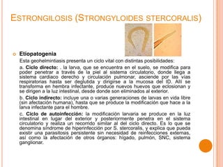 ESTRONGILOSIS (STRONGYLOIDES STERCORALIS)



Etiopatogenia
Esta geohelmintiasis presenta un ciclo vital con distintas posibilidades:
a. Ciclo directo: . la larva, que se encuentra en el suelo, se modifica para
poder penetrar a través de la piel al sistema circulatorio, donde llega a
sistema cardiaco derecho y circulación pulmonar, asciende por las vías
respiratorias hasta ser deglutida y dirigirse a la mucosa del ID. Allí se
transforma en hembra infectante, produce nuevos huevos que eclosionan y
se dirigen a la luz intestinal, desde donde son eliminados al exterior.
b. Ciclo indirecto: incluye una o varias generaciones de larvas en vida libre
(sin afectación humana), hasta que se produce la modificación que hace a la
larva infectante para el hombre.
c. Ciclo de autoinfección: la modificación larvaria se produce en la luz
intestinal en lugar del exterior y posteriormente penetra en el sistema
circulatorio y realiza un recorrido similar al del ciclo directo. Es lo que se
denomina síndrome de hiperinfección por S. stercoralis, y explica que pueda
existir una parasitosis persistente sin necesidad de reinfecciones externas,
así como la afectación de otros órganos: hígado, pulmón, SNC, sistema
ganglionar.

 