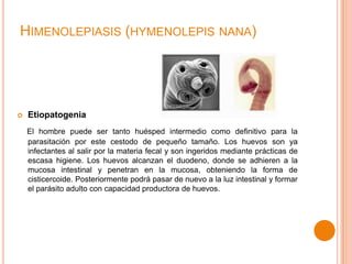 HIMENOLEPIASIS (HYMENOLEPIS NANA)



Etiopatogenia
El hombre puede ser tanto huésped intermedio como definitivo para la
parasitación por este cestodo de pequeño tamaño. Los huevos son ya
infectantes al salir por la materia fecal y son ingeridos mediante prácticas de
escasa higiene. Los huevos alcanzan el duodeno, donde se adhieren a la
mucosa intestinal y penetran en la mucosa, obteniendo la forma de
cisticercoide. Posteriormente podrá pasar de nuevo a la luz intestinal y formar
el parásito adulto con capacidad productora de huevos.

 