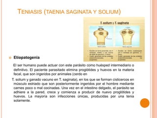 TENIASIS (TAENIA SAGINATA Y SOLIUM)



Etiopatogenia
El ser humano puede actuar con este parásito como huésped intermediario o
definitivo. El paciente parasitado elimina proglótides y huevos en la materia
fecal, que son ingeridos por animales (cerdo en
T. solium y ganado vacuno en T. saginata), en los que se forman cisticercos en
músculo estriado que son posteriormente ingeridos por el hombre mediante
carnes poco o mal cocinadas. Una vez en el intestino delgado, el parásito se
adhiere a la pared, crece y comienza a producir de nuevo proglótides y
huevos. La mayoría son infecciones únicas, producidas por una tenia
solamente.

 