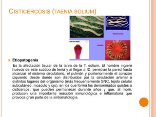 CISTICERCOSIS (TAENIA SOLIUM)



Etiopatogenia
Es la afectación tisular de la larva de la T. solium. El hombre ingiere
huevos de este subtipo de tenia y al llegar a ID, penetran la pared hasta
alcanzar el sistema circulatorio, el pulmón y posteriormente el corazón
izquierdo desde donde son distribuidos por la circulación arterial a
distintos lugares del organismo (más frecuentemente SNC, tejido celular
subcutáneo, músculo y ojo), en los que forma los denominados quistes o
cisticercos, que pueden permanecer durante años y que, al morir,
producen una importante reacción inmunológica e inflamatoria que
provoca gran parte de la sintomatología.

 