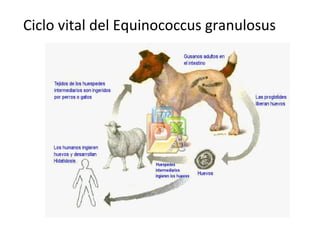 Ciclo vital del Equinococcus granulosus 