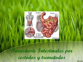 Parasitosis Intestinales por cestodos y trematodos 