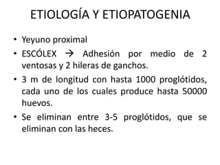 ETIOLOGÍA Y ETIOPATOGENIA
• Yeyuno proximal
• ESCÓLEX  Adhesión por medio de 2
ventosas y 2 hileras de ganchos.
• 3 m de longitud con hasta 1000 proglótidos,
cada uno de los cuales produce hasta 50000
huevos.
• Se eliminan entre 3-5 proglótidos, que se
eliminan con las heces.
 
