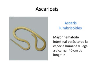 Ascariosis
Ascaris
lumbricoides
Mayor nematodo
intestinal parásito de la
especie humana y llega
a alcanzar 40 cm de
longitud.
 
