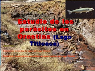 Estudio de los parásitos en Orestias  (Lago Titicaca) OBJETIVO Determinar la calidad de agua del Lago Titicaca Determinar la prevalencia parasitaria en peces nativos del Lago Titicaca 