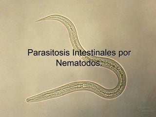 Parasitosis Intestinales por
       Nematodos.
 
