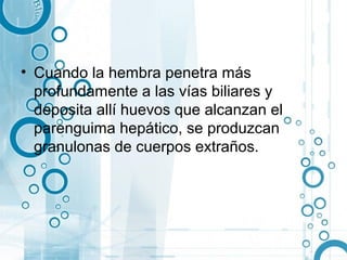 • Cuando la hembra penetra más
  profundamente a las vías biliares y
  deposita allí huevos que alcanzan el
  parenguima hepático, se produzcan
  granulonas de cuerpos extraños.
 