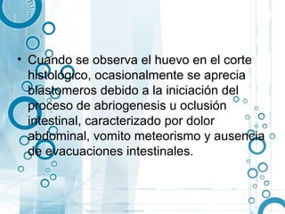 • Cuando se observa el huevo en el corte
  histológico, ocasionalmente se aprecia
  blastomeros debido a la iniciación del
  proceso de abriogenesis u oclusión
  intestinal, caracterizado por dolor
  abdominal, vomito meteorismo y ausencia
  de evacuaciones intestinales.
 