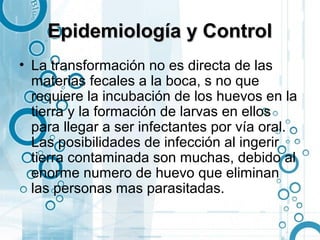 Epidemiología y Control
• La transformación no es directa de las
  materias fecales a la boca, s no que
  requiere la incubación de los huevos en la
  tierra y la formación de larvas en ellos
  para llegar a ser infectantes por vía oral.
  Las posibilidades de infección al ingerir
  tierra contaminada son muchas, debido al
  enorme numero de huevo que eliminan
  las personas mas parasitadas.
 