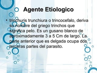 Agente Etiologico
• trinchuris trunchiura o trincocefalo, deriva
  su nombre del griego trinchos que
  significa pelo. Es un gusano blanco de
  aproximadamente 3 a 5 Cm de largo. La
  parte anterior que es delgada ocupa dos
  terceras partes del parasito.
 