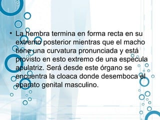 • La hembra termina en forma recta en su
  extremo posterior mientras que el macho
  tiene una curvatura pronunciada y está
  provisto en esto extremo de una especula
  apulatriz. Será desde este órgano se
  encuentra la cloaca donde desemboca el
  aparato genital masculino.
 