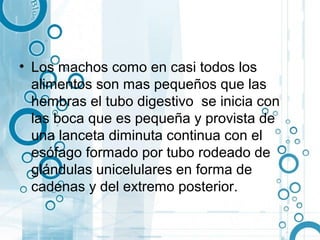 • Los machos como en casi todos los
  alimentos son mas pequeños que las
  hembras el tubo digestivo se inicia con
  las boca que es pequeña y provista de
  una lanceta diminuta continua con el
  esófago formado por tubo rodeado de
  glándulas unicelulares en forma de
  cadenas y del extremo posterior.
 