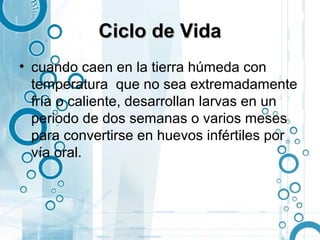 Ciclo de Vida
• cuando caen en la tierra húmeda con
  temperatura que no sea extremadamente
  fría o caliente, desarrollan larvas en un
  periodo de dos semanas o varios meses
  para convertirse en huevos infértiles por
  vía oral.
 