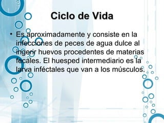 Ciclo de Vida
• Es aproximadamente y consiste en la
  infecciones de peces de agua dulce al
  ingerir huevos procedentes de materias
  fecales. El huesped intermediario es la
  larva inféctales que van a los músculos.
 
