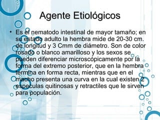 Agente Etiológicos
• Es el nematodo intestinal de mayor tamaño; en
  su estado adulto la hembra mide de 20-30 cm.
  de longitud y 3 Cmm de diámetro. Son de color
  rosado o blanco amarilloso y los sexos se
  pueden diferenciar microscópicamente por la
  forma del extremo posterior, que en la hembra
  termina en forma recta, mientras que en el
  macho presenta una curva en la cual existen 2
  especulas quitinosas y retractiles que le sirven
  para populación.
 