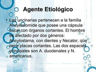 Agente Etiológico
• Las uncinarias pertenecen a la familia
  Ancylostomide que posee una cápsula
  bucal con órganos cortantes. El hombre
  es afectado por dos géneros:
  Ancylostama, con dientes y Necator, que
  tiene placas cortantes. Las dos espacies
  principales son A. duodenales y N.
  americanus.
 