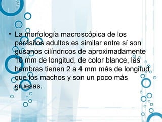 • La morfología macroscópica de los
  parásitos adultos es similar entre sí son
  gusanos cilíndricos de aproximadamente
  10 mm de longitud, de color blance, las
  hembras tienen 2 a 4 mm más de longitud
  que los machos y son un poco más
  gruesas.
 