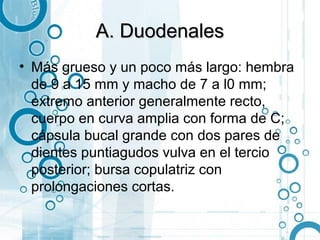 A. Duodenales
• Más grueso y un poco más largo: hembra
  de 9 a 15 mm y macho de 7 a l0 mm;
  extremo anterior generalmente recto,
  cuerpo en curva amplia con forma de C;
  cápsula bucal grande con dos pares de
  dientes puntiagudos vulva en el tercio
  posterior; bursa copulatriz con
  prolongaciones cortas.
 
