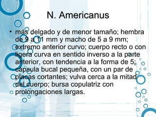 N. Americanus
• más delgado y de menor tamaño; hembra
  de 9 a 11 mm y macho de 5 a 9 mm;
  extremo anterior curvo; cuerpo recto o con
  ligera curva en sentido inverso a la parte
  anterior, con tendencia a la forma de 5;
  cápsula bucal pequeña, con un par de
  placas cortantes; vulva cerca a la mitad
  del cuerpo; bursa copulatriz con
  prolongaciones largas.
 