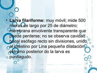 • Larva filariforme: muy móvil; mide 500
  micras de largo por 25 de diámetro;
  membrana envolvente transparente que
  puede perderse; no se observa cavidad
  bucal esófago recto sin divisiones, unido
  al intestino por Lina pequeña dilatación;
  extremo posterior do la larva es
  puntiagudo.
 