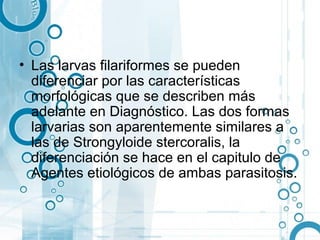 • Las larvas filariformes se pueden
  diferenciar por las características
  morfológicas que se describen más
  adelante en Diagnóstico. Las dos formas
  larvarias son aparentemente similares a
  las de Strongyloide stercoralis, la
  diferenciación se hace en el capitulo de
  Agentes etiológicos de ambas parasitosis.
 