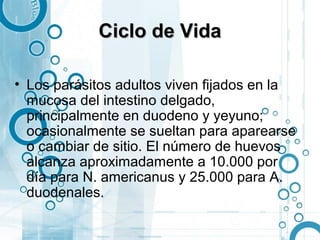 Ciclo de Vida

• Los parásitos adultos viven fijados en la
  mucosa del intestino delgado,
  principalmente en duodeno y yeyuno;
  ocasionalmente se sueltan para aparearse
  o cambiar de sitio. El número de huevos
  alcanza aproximadamente a 10.000 por
  día para N. americanus y 25.000 para A.
  duodenales.
 