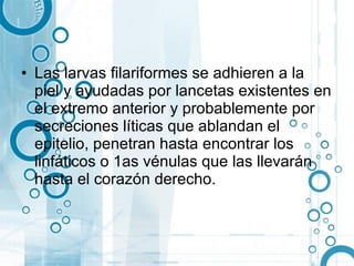 • Las larvas filariformes se adhieren a la
  piel y ayudadas por lancetas existentes en
  el extremo anterior y probablemente por
  secreciones líticas que ablandan el
  epitelio, penetran hasta encontrar los
  linfáticos o 1as vénulas que las llevarán
  hasta el corazón derecho.
 