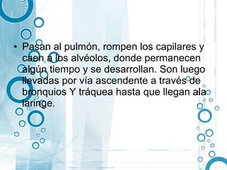 • Pasan al pulmón, rompen los capilares y
  caen a los alvéolos, donde permanecen
  algún tiempo y se desarrollan. Son luego
  llevadas por vía ascendente a través de
  bronquios Y tráquea hasta que llegan ala
  laringe.
 