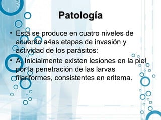 Patología
• Esta se produce en cuatro niveles de
  acuerdo a4as etapas de invasión y
  actividad de los parásitos:
• A. Inicialmente existen lesiones en la piel
  por la penetración de las larvas
  filariformes, consistentes en eritema.
 