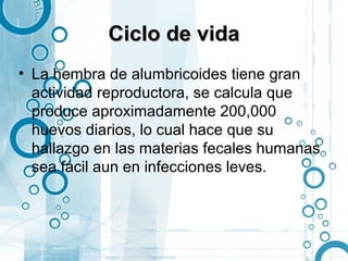 Ciclo de vida
• La hembra de alumbricoides tiene gran
  actividad reproductora, se calcula que
  produce aproximadamente 200,000
  huevos diarios, lo cual hace que su
  hallazgo en las materias fecales humanas
  sea fácil aun en infecciones leves.
 