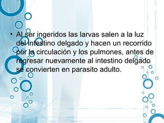 • Al ser ingeridos las larvas salen a la luz
  del intestino delgado y hacen un recorrido
  por la circulación y los pulmones, antes de
  regresar nuevamente al intestino delgado
  se convierten en parasito adulto.
 
