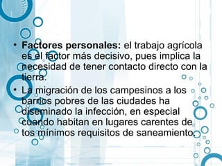 • Factores personales: el trabajo agrícola
  es el factor más decisivo, pues implica la
  necesidad de tener contacto directo con la
  tierra.
• La migración de los campesinos a los
  barrios pobres de las ciudades ha
  diseminado la infección, en especial
  cuando habitan en lugares carentes de
  tos mínimos requisitos de saneamiento.
 