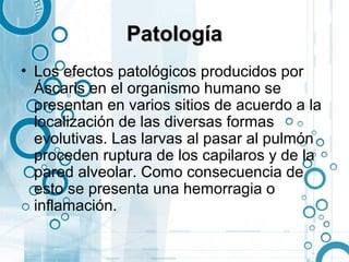 Patología
• Los efectos patológicos producidos por
  Áscaris en el organismo humano se
  presentan en varios sitios de acuerdo a la
  localización de las diversas formas
  evolutivas. Las larvas al pasar al pulmón
  proceden ruptura de los capilaros y de la
  pared alveolar. Como consecuencia de
  esto se presenta una hemorragia o
  inflamación.
 
