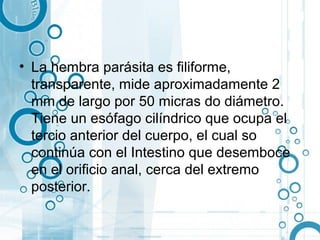• La hembra parásita es filiforme,
  transparente, mide aproximadamente 2
  mm de largo por 50 micras do diámetro.
  Tiene un esófago cilíndrico que ocupa el
  tercio anterior del cuerpo, el cual so
  continúa con el Intestino que desemboce
  en el orificio anal, cerca del extremo
  posterior.
 