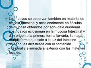 • Los huevos se observan también en material de
  biopsia Intestinal y ocasionalmente en flóculos
  de mucosa obtenidos por son- dale duodenal.
  Los huevos eclosionan en la mucosa Intestinal y
  dan origen a la primera forma larvaria, llamada
  rhabditlforme que sale a la luz del Intestino
  delgado, es arrastrada con el contenido
  intestinal y eliminada al exterior con las materias
  fecales.
 