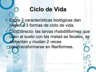 Ciclo de Vida
• Estas 3 características biológicas dan
  origen a 3 formas de ciclo de vida.
• Ciclo directo: las larvas rhabditiformes que
  caen al suelo con las matad as fecales, se
  alimentan y mudan 2 veces
  paratransformarse en filariformes.
 
