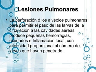 Lesiones Pulmonares
• La perforación d los alvéolos pulmonares
  para permitir el paso de las larvas de la
  circulación a las cavidades aéreas,
  produce pequeñas hemorragias,
  exudados e Inflamación local, con
  intensidad proporcional al número de
  larvas que hayan penetrado.
 