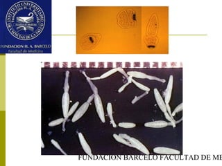 FUNDACION BARCELO FACULTAD DE ME
 