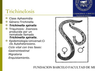 FUNDACION BARCELO FACULTAD DE ME
Trichinelosis
 Clase Aphasmidia
 Género:Trichinella
 Trichinella spiralis
 Triquinosis: Zoonosis
producida por un
nematode llamado
Trichinella spiralis.
 Epidemiología:Universal:Ci
clo Autoheteroxeno.
Ciclo vital con tres fases:
Gastrointestinal
Migratoria
Enquistamiento.
 