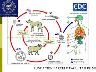 FUNDACION BARCELO FACULTAD DE ME
 