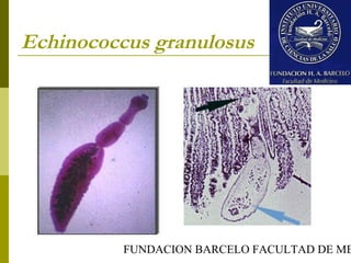 FUNDACION BARCELO FACULTAD DE ME
Echinococcus granulosus
 