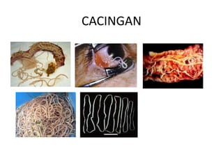 CACINGAN 
 